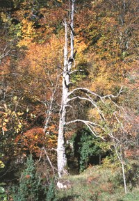 Desfiladero de Oquina