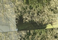 Reflejos de un bosque urbano