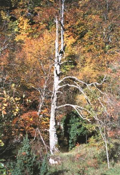 Desfiladero de Oquina