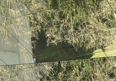 Reflejos de un bosque urbano